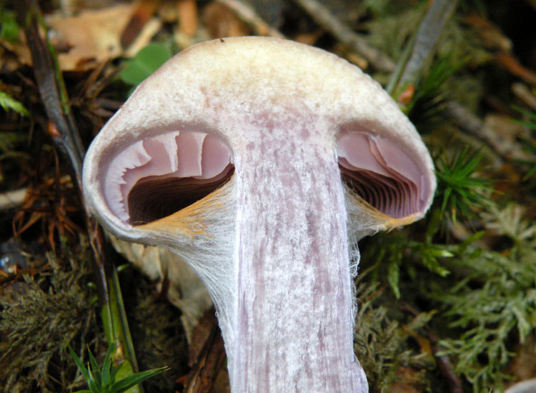 Cortinarius con lamelle violette?